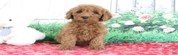 Mini Goldendoodle dogs for sale: Tyler - Ad 2