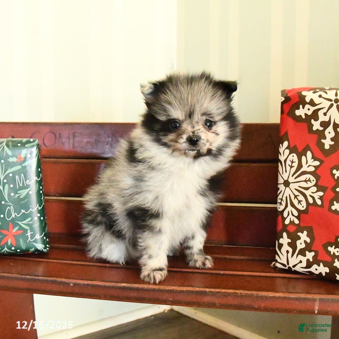 Pomeranian dogs for sale: Checkers - Ad 5