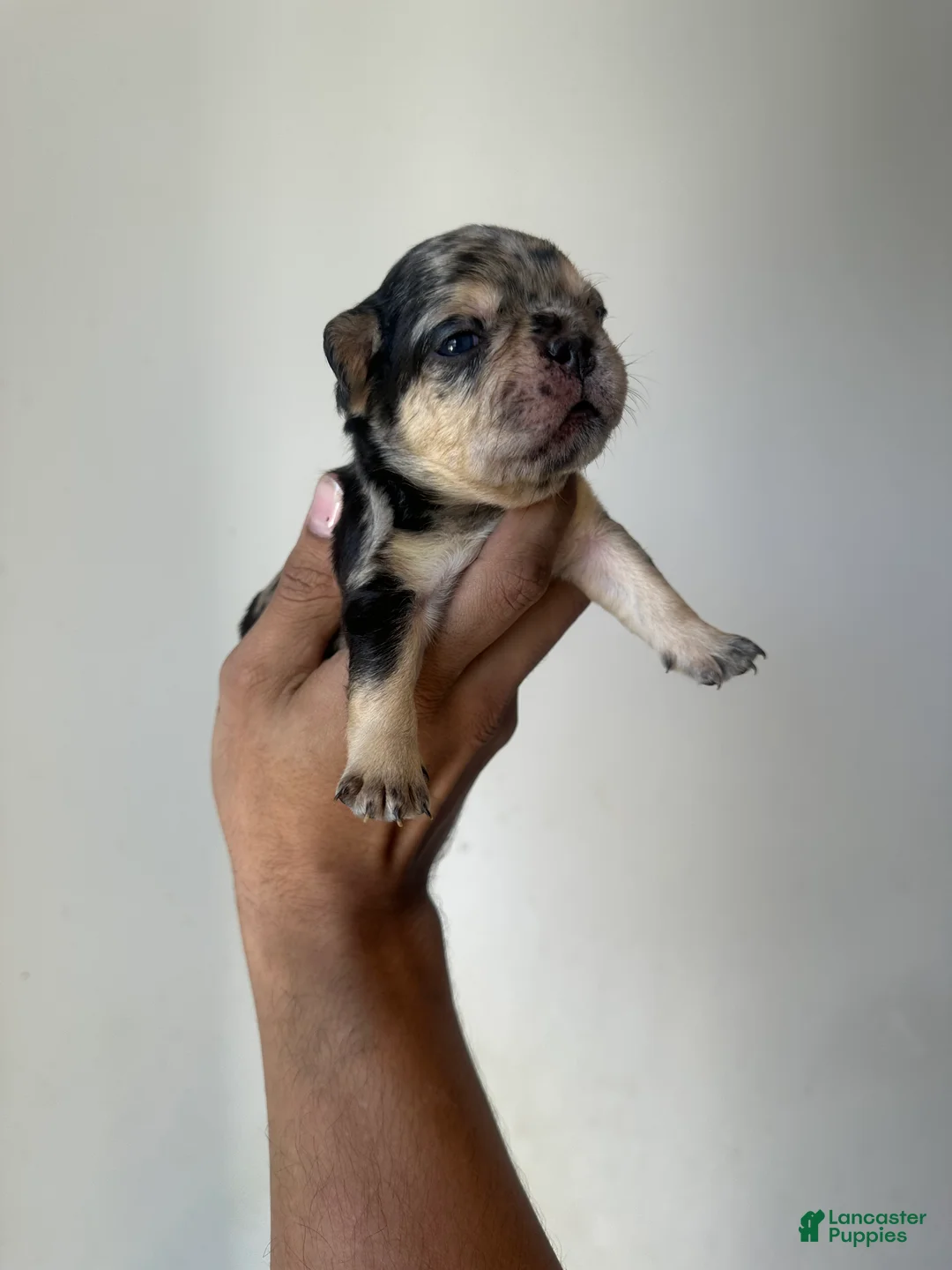 French Bulldog dogs for sale: French Bulldog Puppy 2 - Ad 2