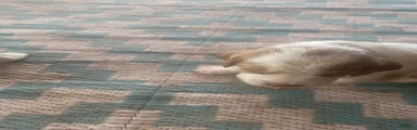 Brittany Spaniel Puppy 2
