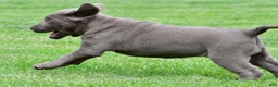 Labrador Retriever dogs for sale: Bella - Ad 9