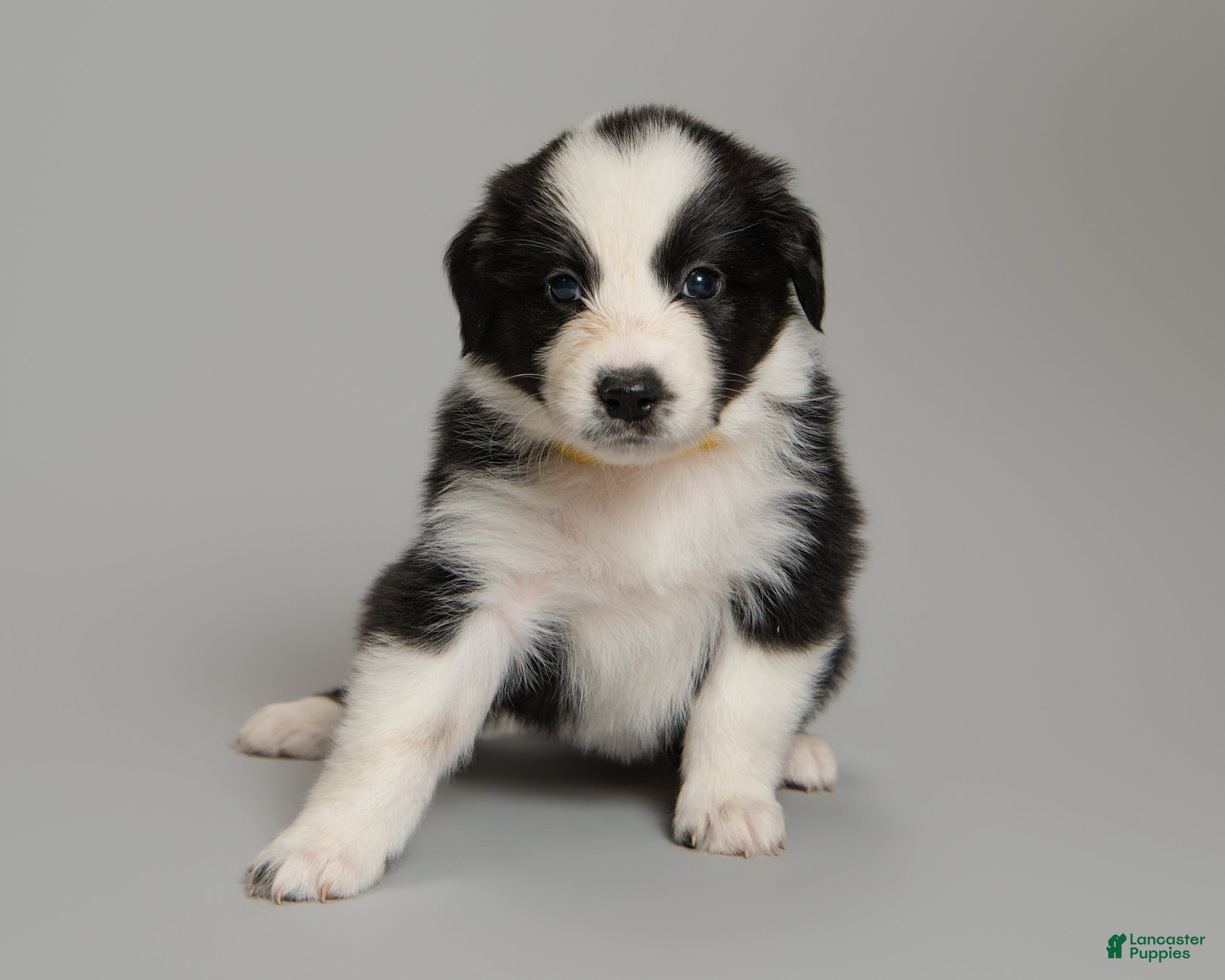 Australian Shepherd dogs Dot - Ad 2