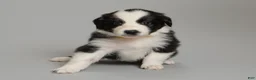 Australian Shepherd dogs for sale: Dot - Ad 2