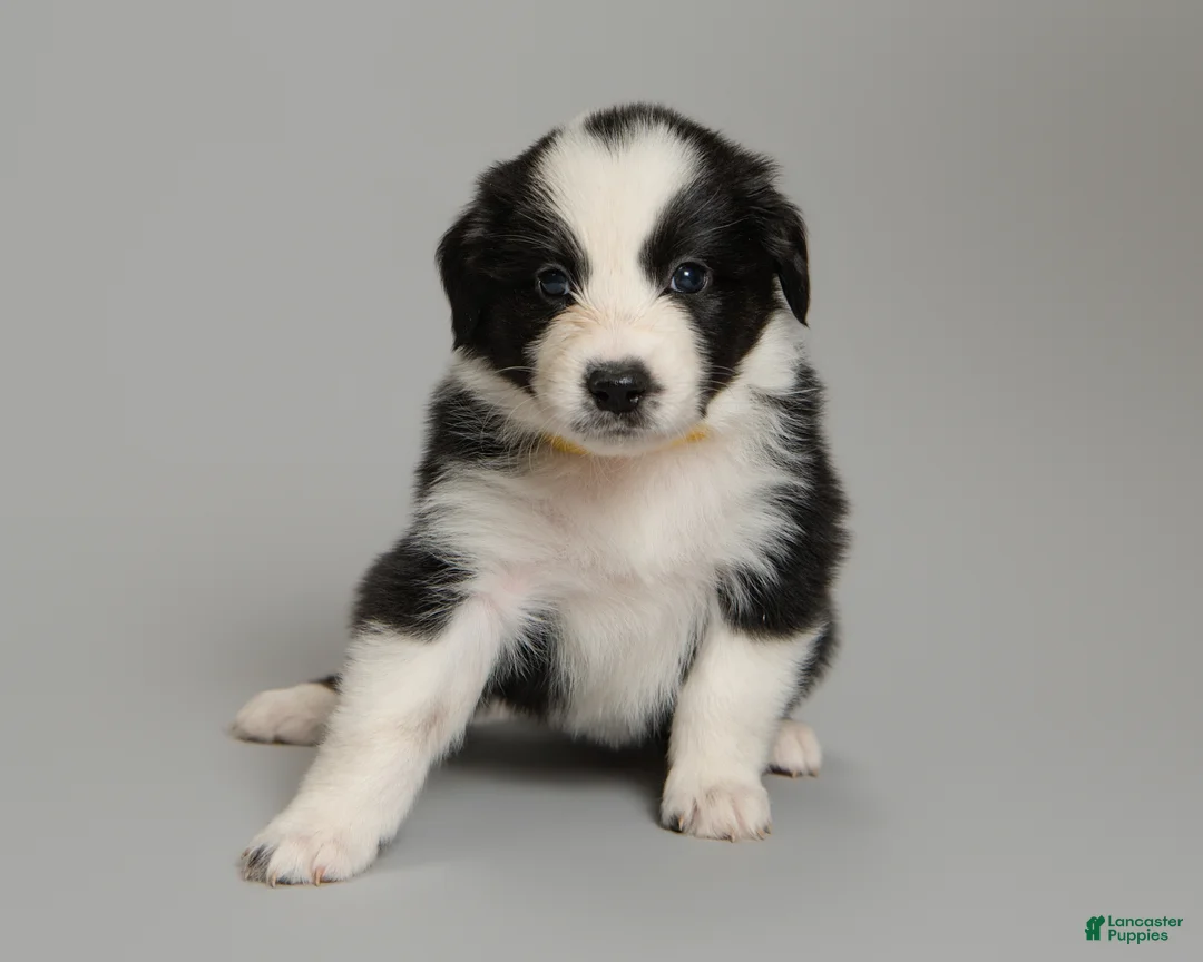 Australian Shepherd dogs for sale: Dot - Ad 2