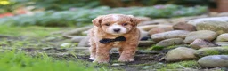 Maltipoo dogs for sale: Lincoln - Ad 5