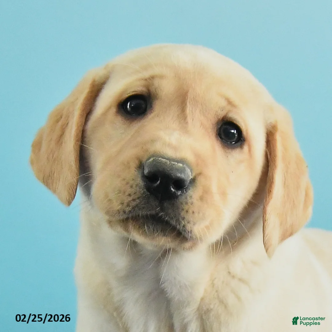 Labrador Retriever dogs for sale: Gianna - Ad 3