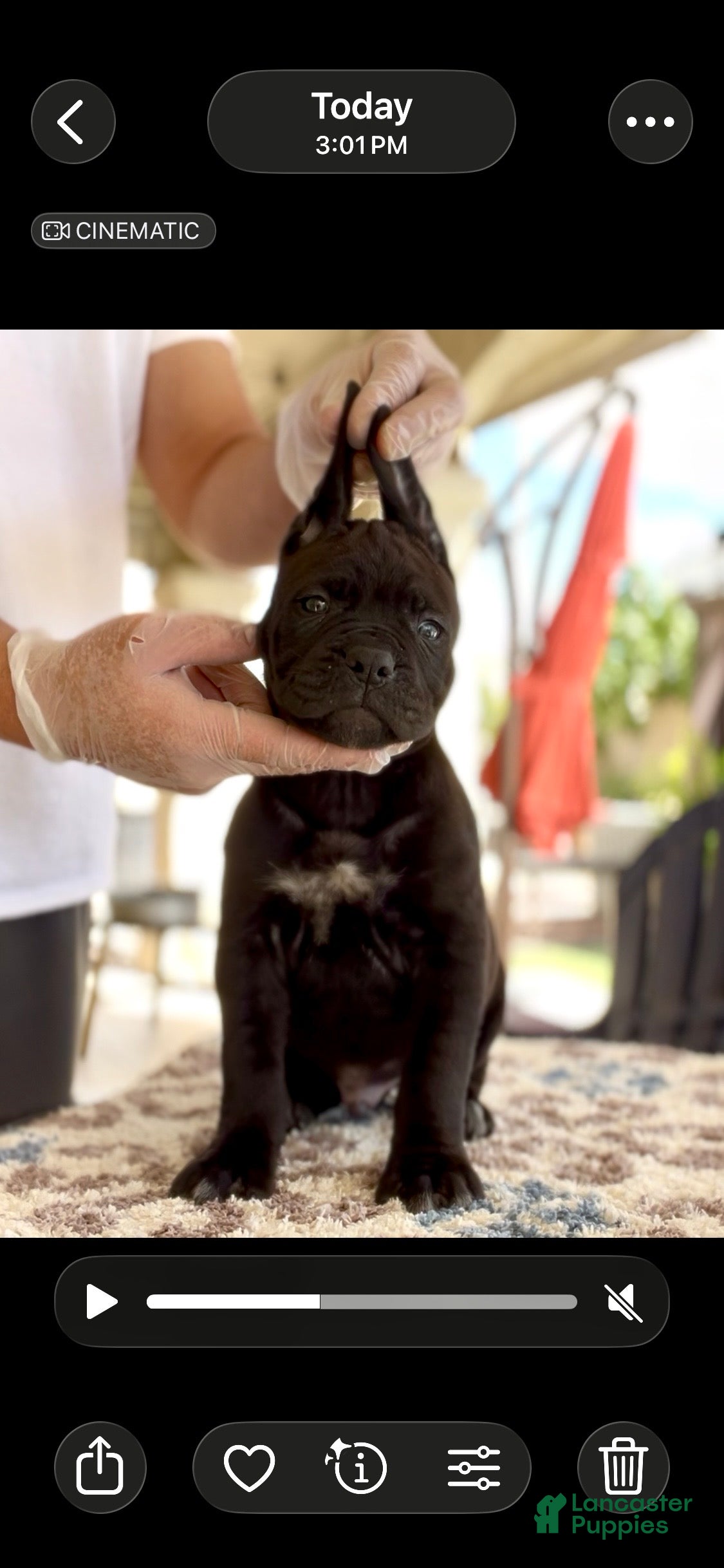 Cane Corso dogs Leon - Ad 1