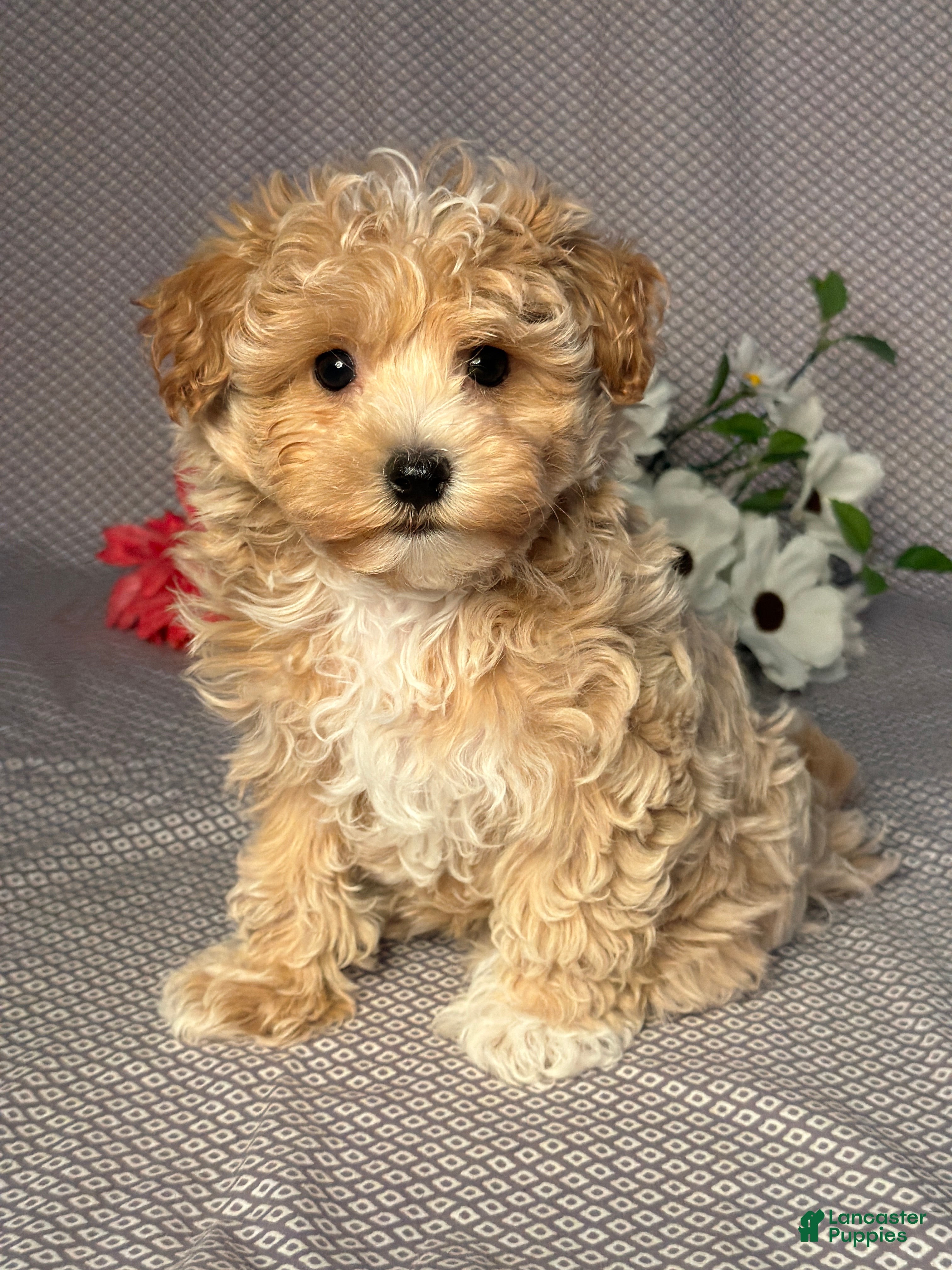 Maltipoo dogs Alex - Ad 2