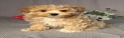 Maltipoo dogs for sale: Alex - Ad 2