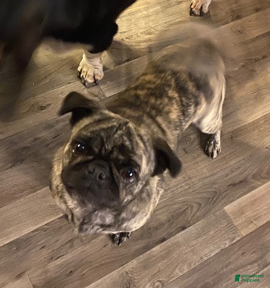 Mixed Breed dogs for sale: Miley - Ad 7