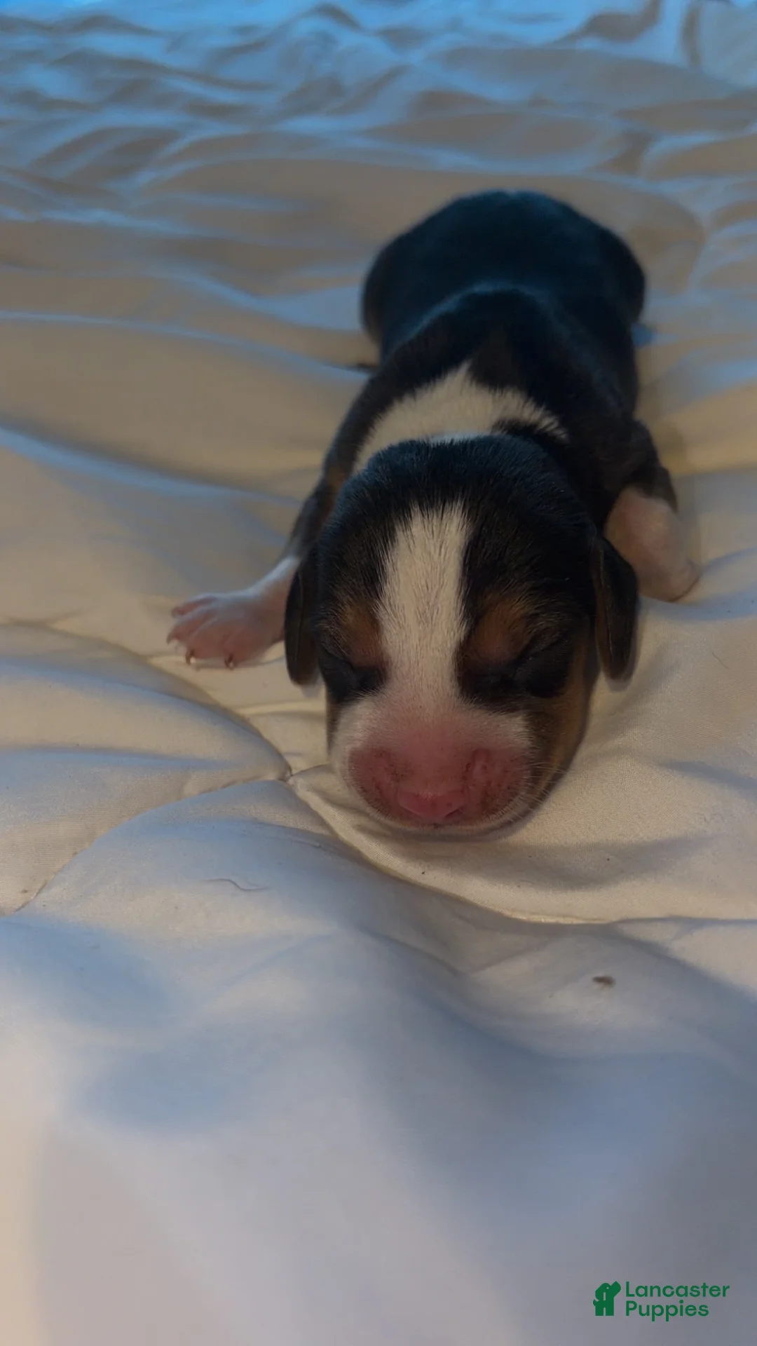 Beagle dogs for sale: Beagle Puppy 3 - Ad 1
