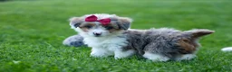 Corgipoo dogs for sale: NANCY - Ad 4