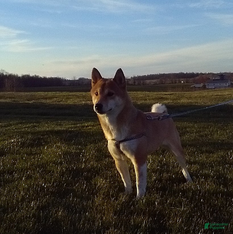 Shiba Inu dogs Lori - Ad 10