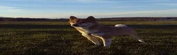 Shiba Inu dogs for sale: Lori - Ad 1