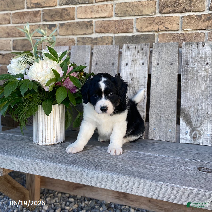 Mixed Breed dogs Libby - Ad 1