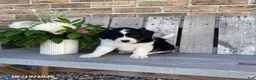 Mixed Breed dogs for sale: Libby - Ad 1