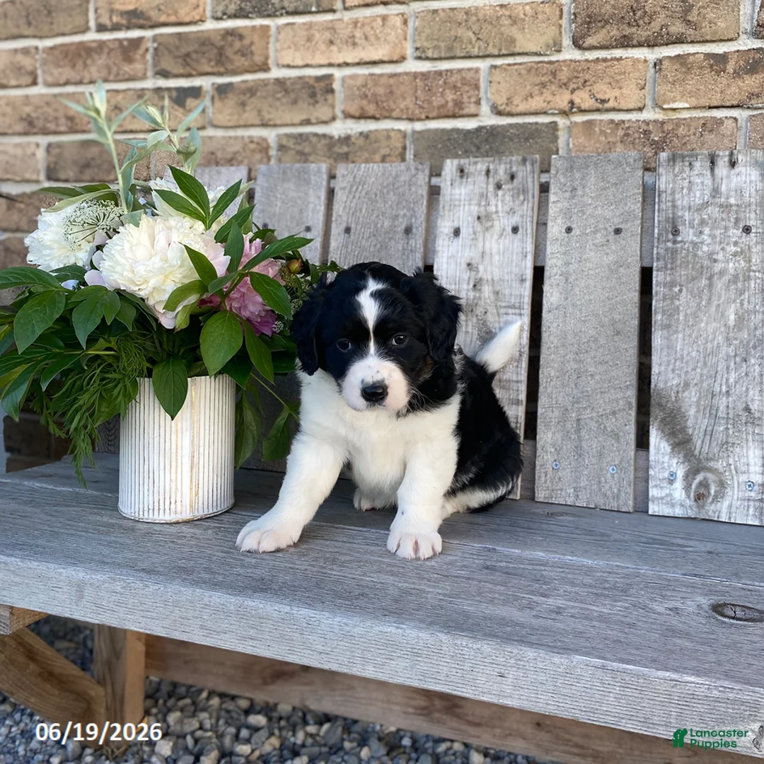Mixed Breed dogs for sale: Libby - Ad 1