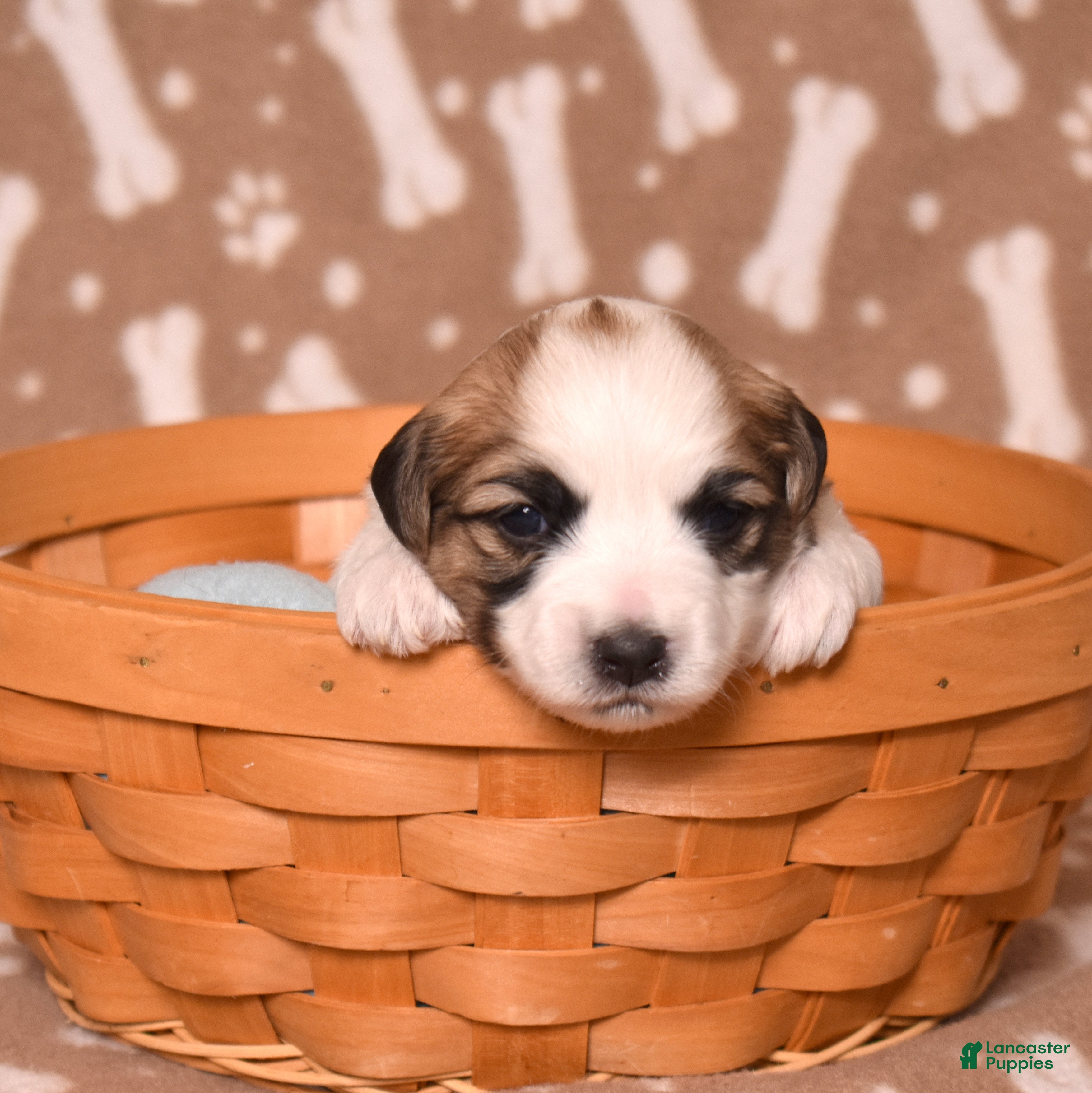 Coton De Tulear dogs Petunia - Ad 1