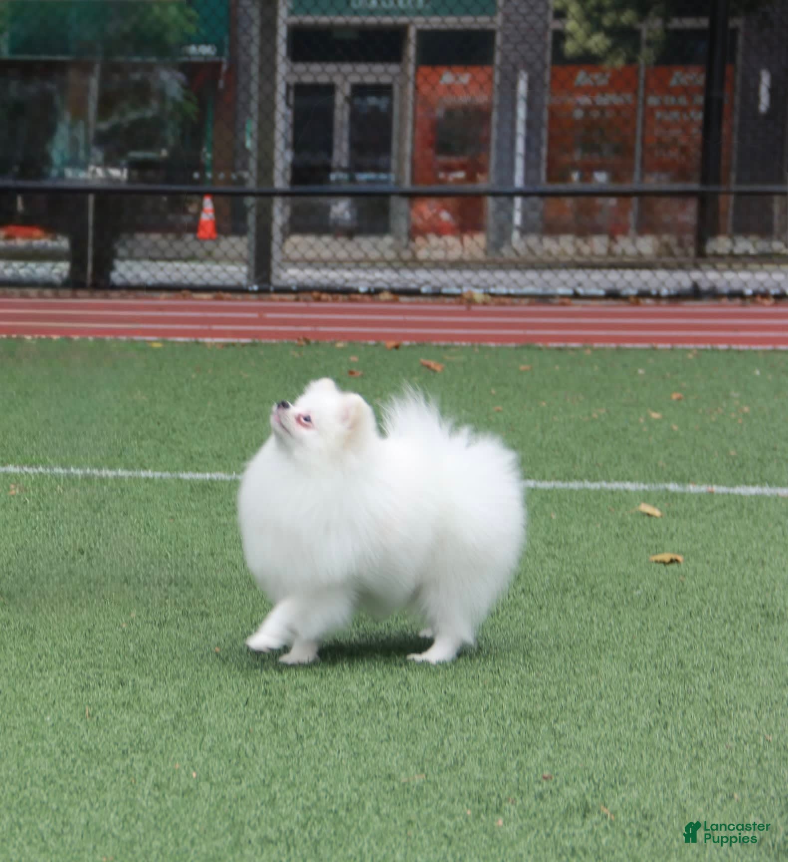 Pomeranian dogs Mishka - Ad 9