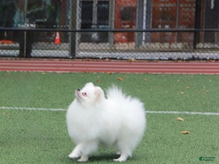 Pomeranian dogs Mishka - Ad 39