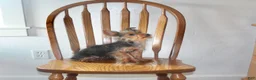 Yorkshire Terrier dogs for sale: Pluto - Ad 8