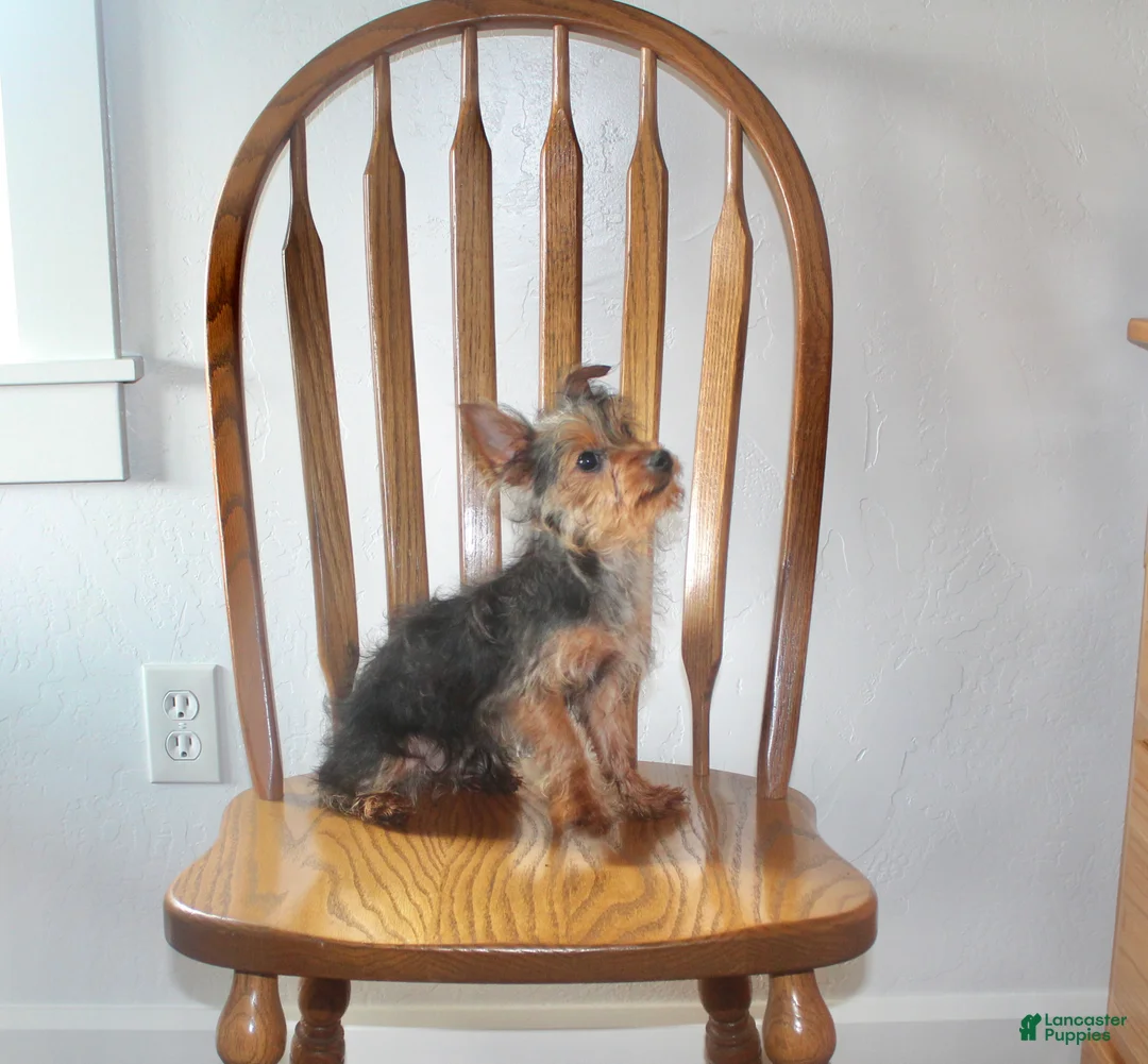 Yorkshire Terrier dogs for sale: Pluto - Ad 8