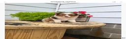 Miniature Australian Shepherd dogs for sale: Miniature Australian Shepherd 1 - Ad 2