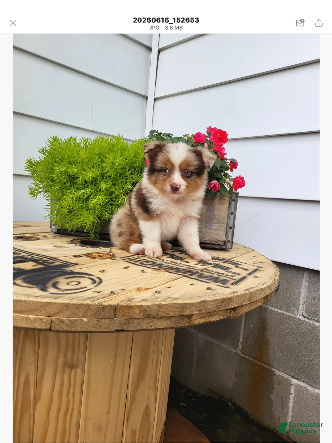 Miniature Australian Shepherd dogs for sale: Miniature Australian Shepherd 1 - Ad 2
