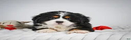 Miniature Bernese Mountain Dog dogs for sale: Chase - Ad 8