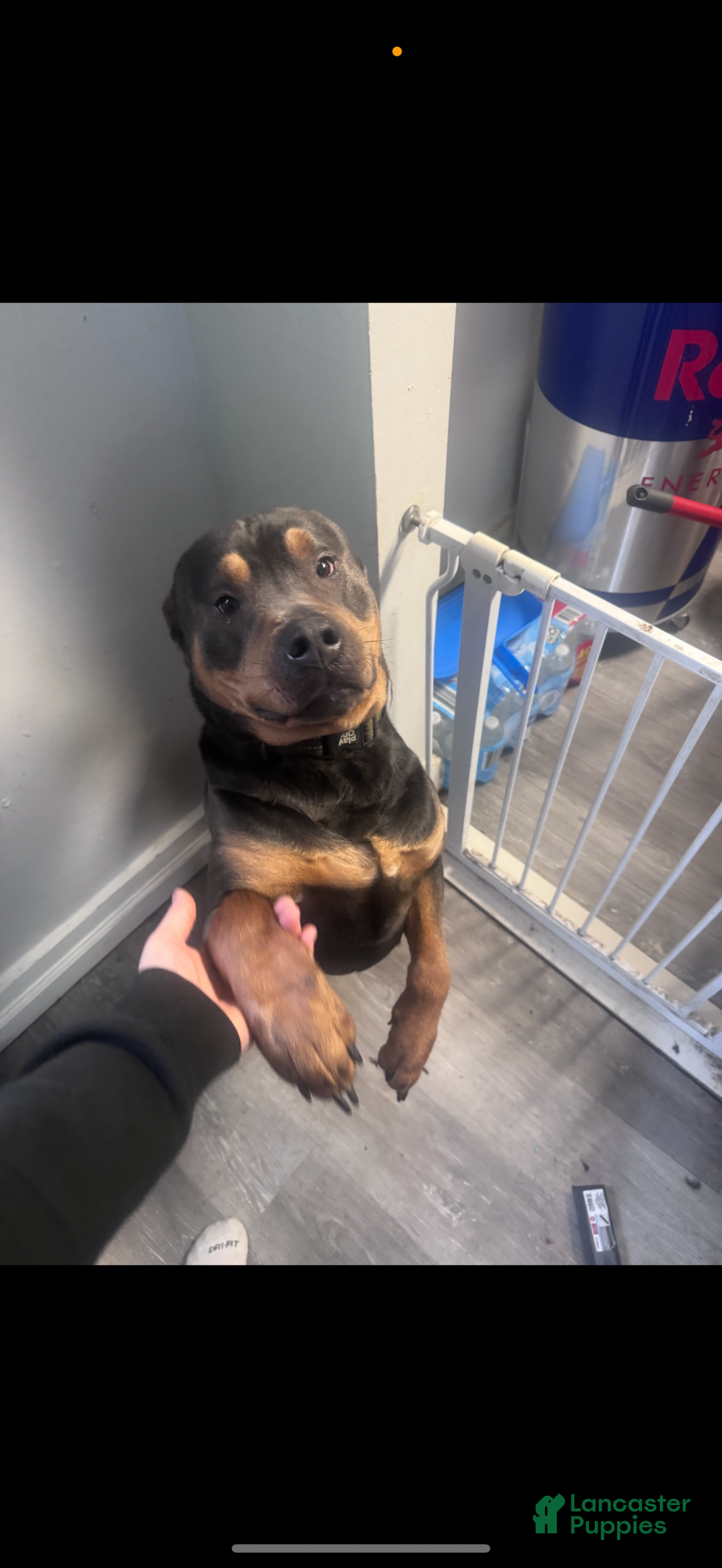 Mixed Breed dogs for sale: Hercules - Ad 3
