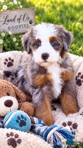 Mini Bernedoodle dogs Girl - Ad 1