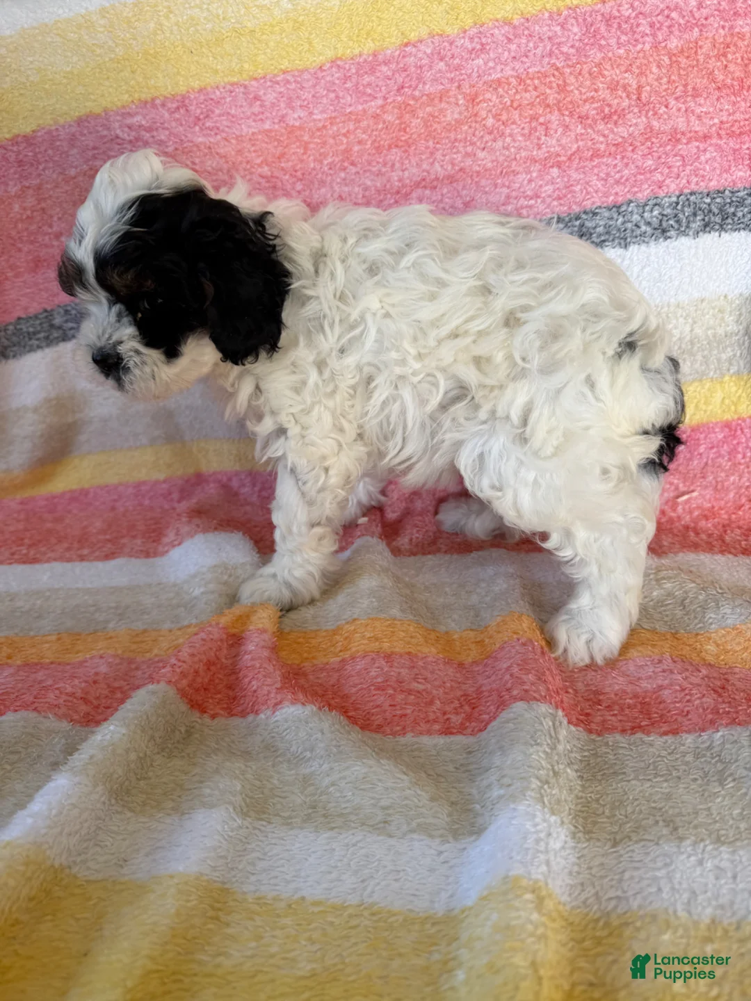 Cavapoo dogs for sale: Leslie  - Ad 3