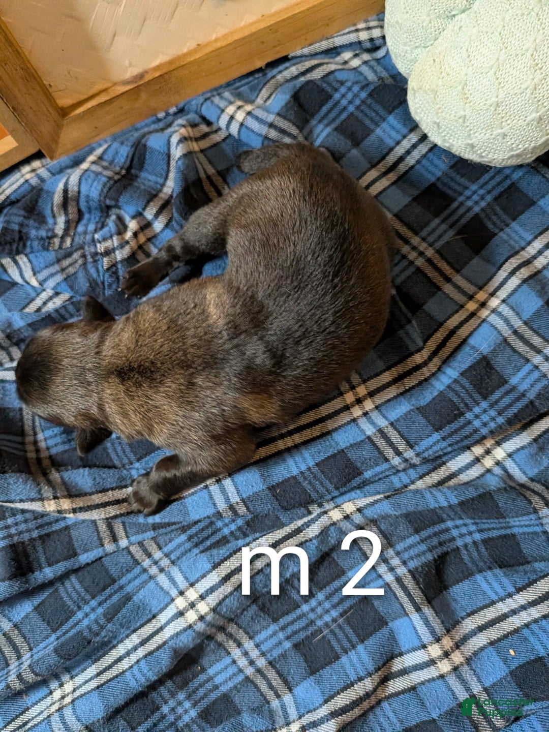 Belgian Malinois dogs for sale: Belgian Malinois Puppy 2 - Ad 2