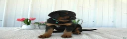 Mixed Breed dogs for sale: Mixed Breed 1 Sasha - Ad 4
