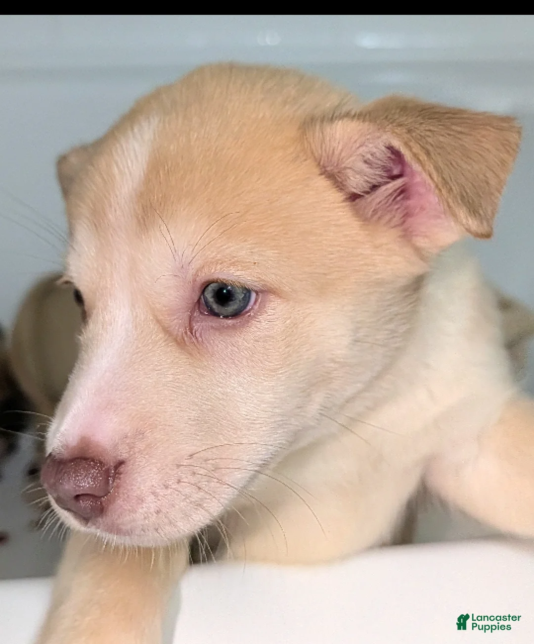 Pitsky dogs for sale: Peena - Ad 2