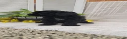 Toy Poodle dogs for sale: Beulah  - Ad 4