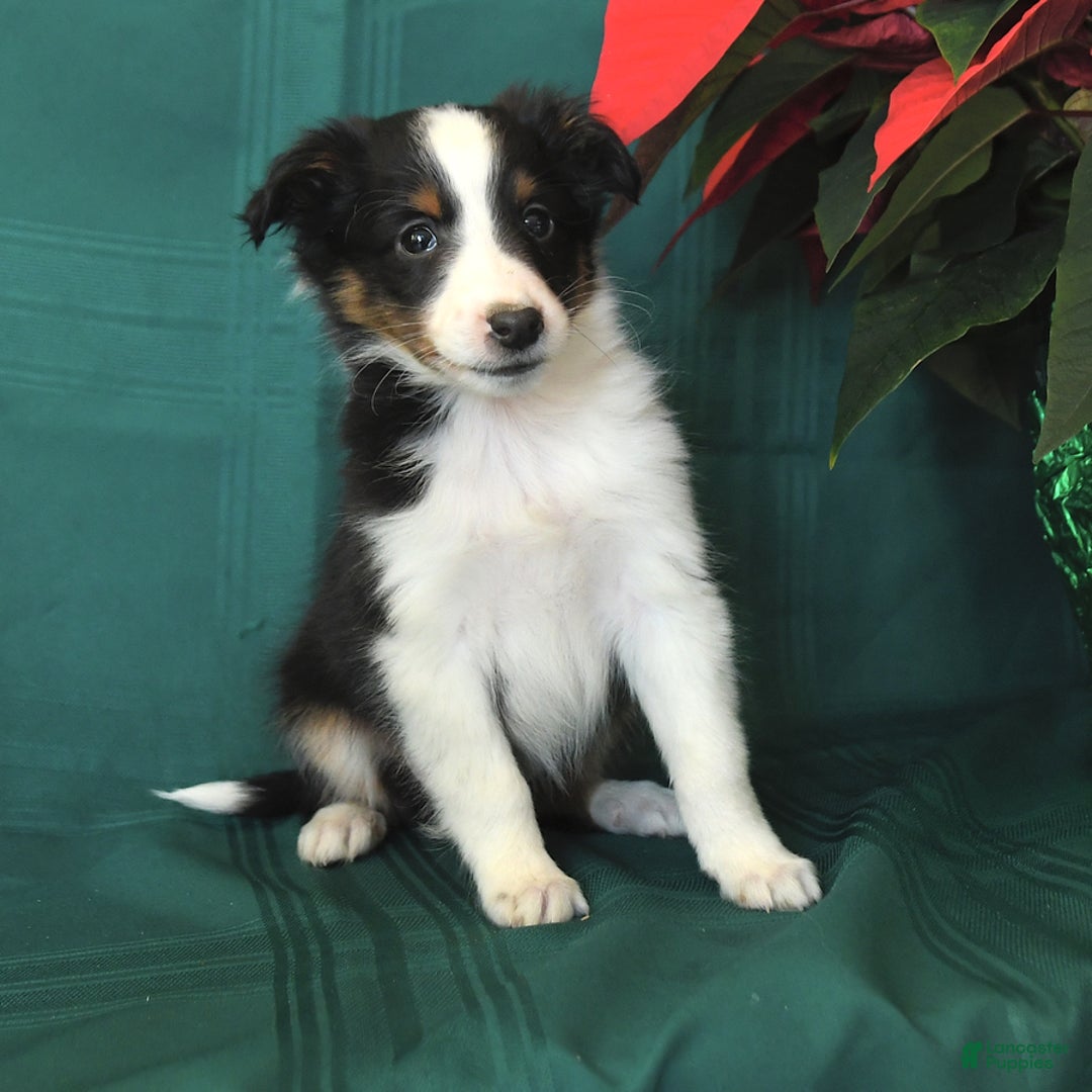 Shetland Sheepdog dogs for sale: Mike - Ad 2