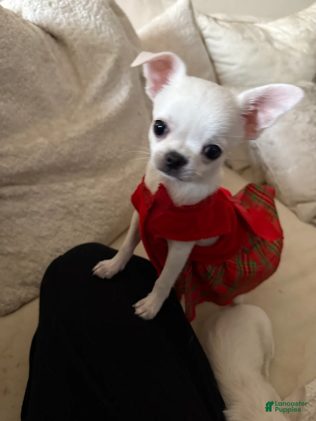 Chihuahua dogs for sale:  Puppy 3 - Ad 2