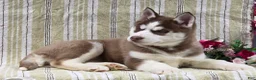 Siberian Husky dogs for sale: Daisy - Ad 5
