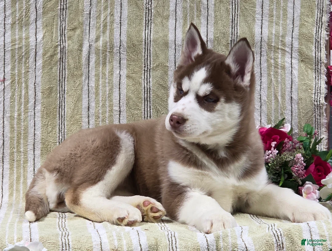 Siberian Husky dogs for sale: Daisy - Ad 5