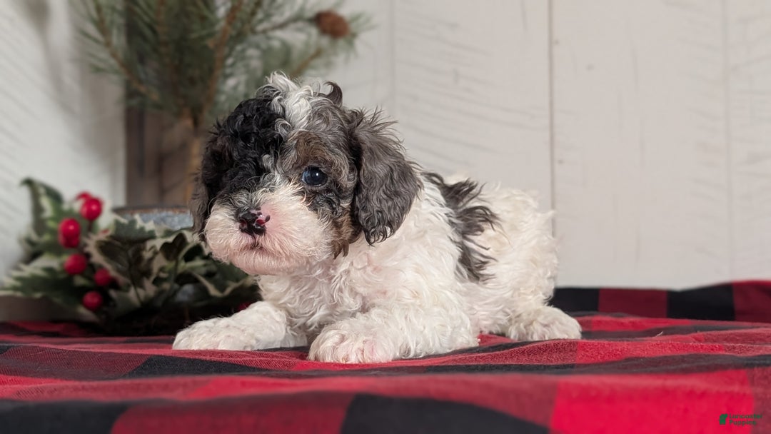 Cockapoo dogs for sale: Saint - Ad 4