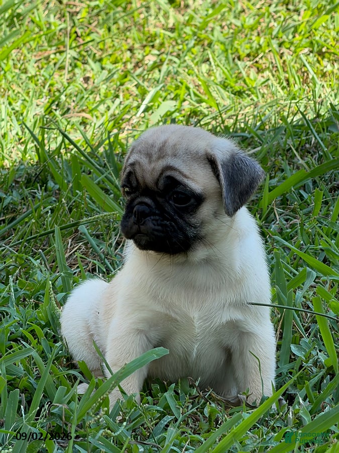Pug dogs Luke - Ad 2