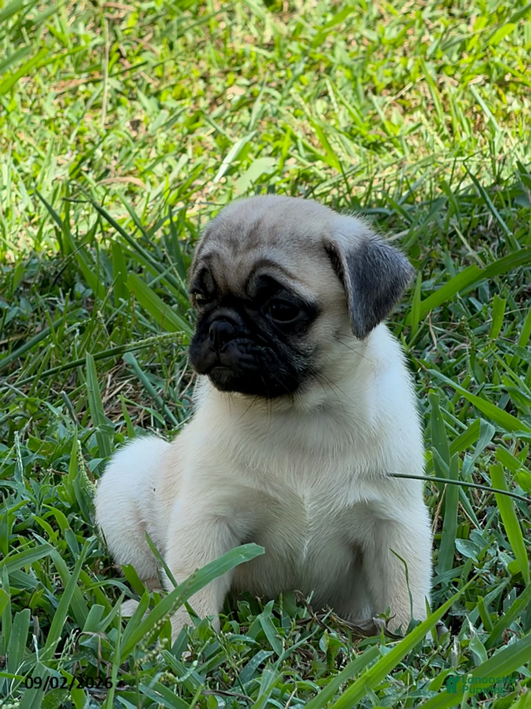 Pug dogs for sale: Luke - Ad 2