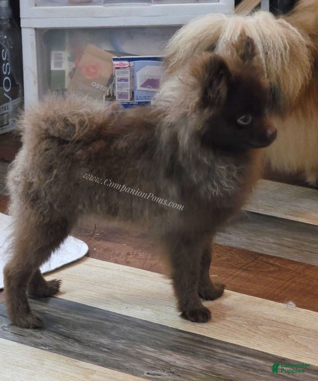 Pomeranian dogs for sale: Chocolate Chip - in his puppy uglies stage  - Ad 6