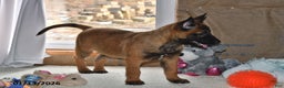 Belgian Malinois dogs for sale: Rex - Ad 2