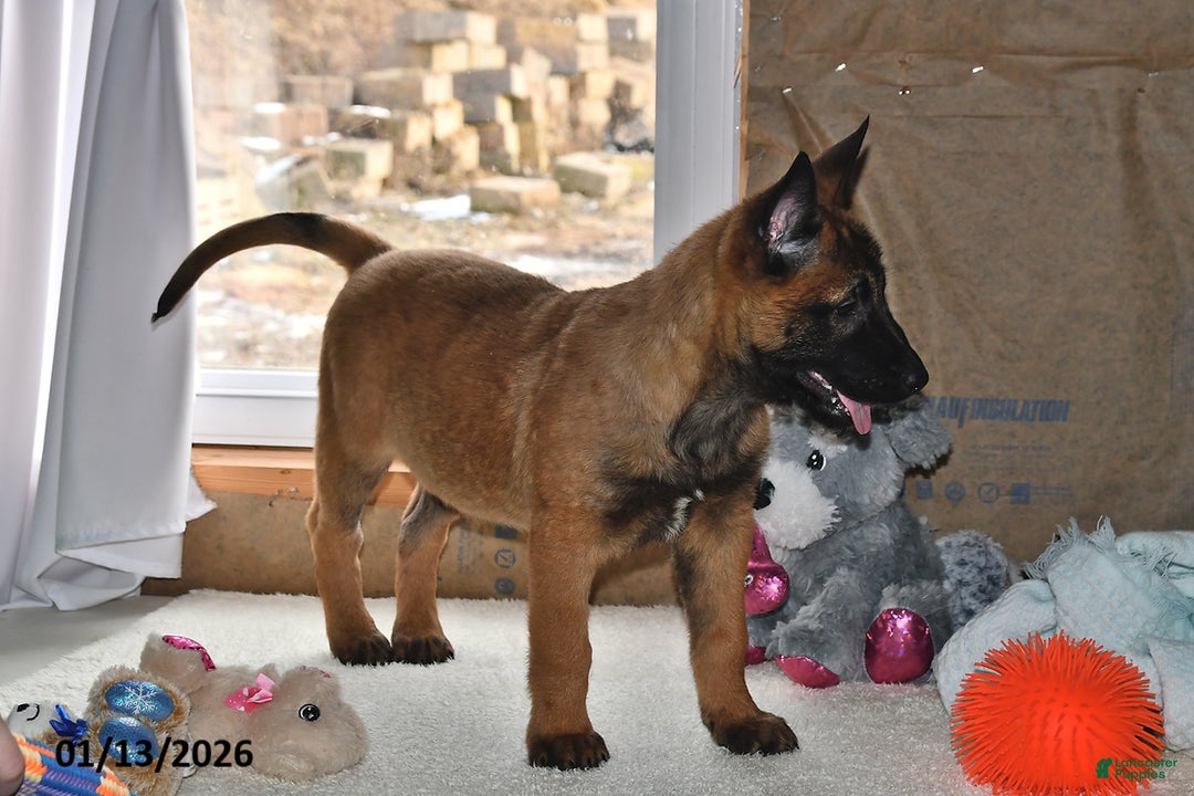 Belgian Malinois dogs for sale: Rex - Ad 2