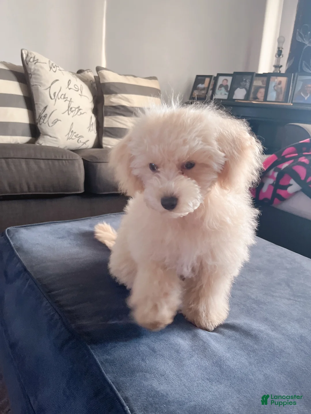 Maltipoo dogs for sale: Maltipoo Puppy 1 - Ad 4