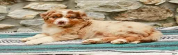 Australian Shepherd dogs for sale: Max - Ad 4