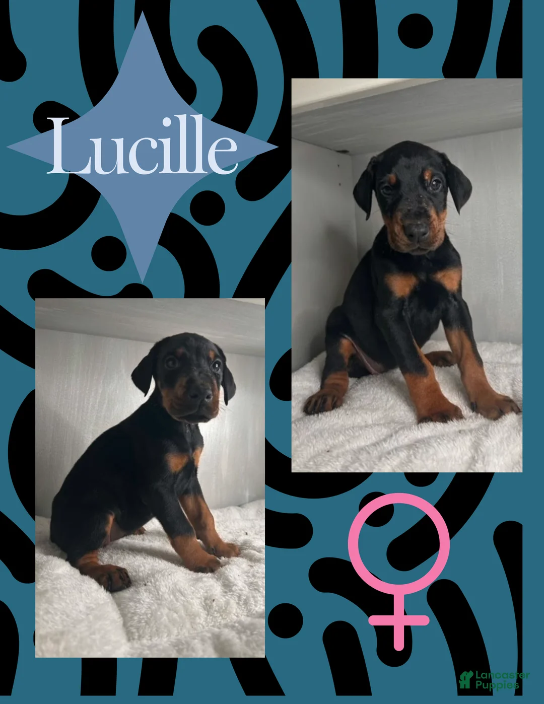 Doberman Pinscher dogs for sale: Lucille - Ad 1