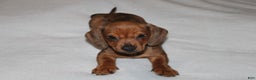 Miniature Dachshund dogs for sale: Snicker Mini  - Ad 11